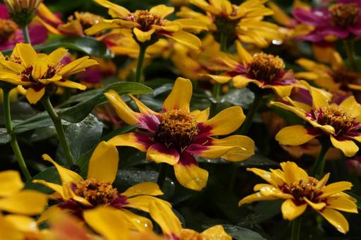 ジニア・プロフュージョン ジニア・プロフュージョン,秋の花,花壇の写真素材