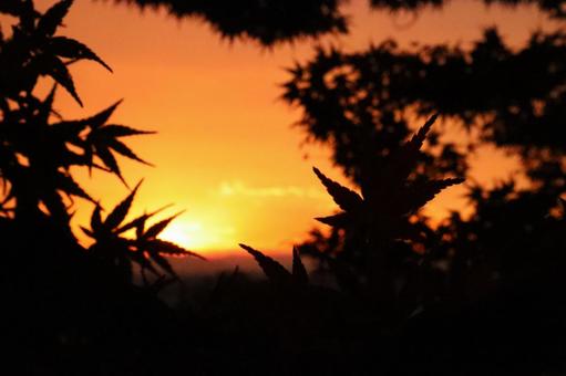 Autumn leaves, pine trees and sunset, JPG