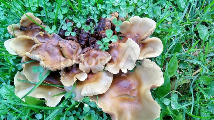 きのことクローバー きのこ,クローバー,自然の写真素材