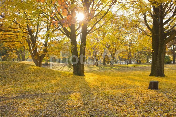 背景　秋の公園 公園,イチョウ,秋の写真素材