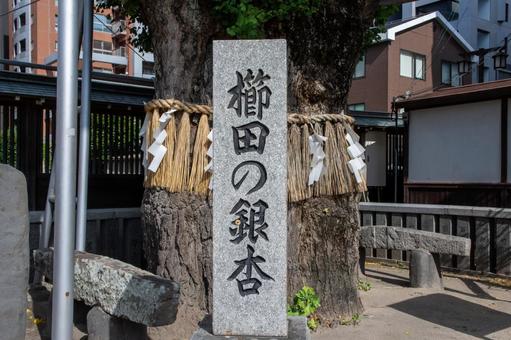 櫛田の銀杏 櫛田の銀杏 櫛田の銀杏,櫛田,銀杏の写真素材