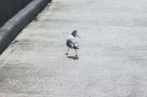 歩くカモメ 歩くカモメの写真