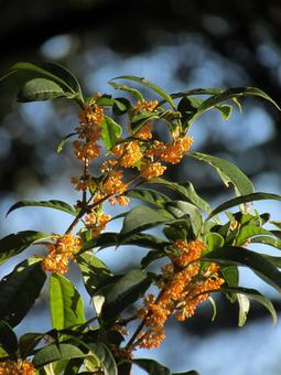 キンモクセイaの写真