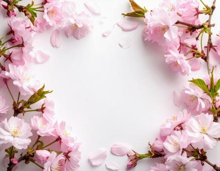 桜のフレーム 桜のフレームの写真