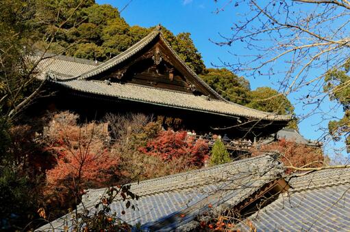 長谷寺 長谷寺,紅葉,もみじの写真素材