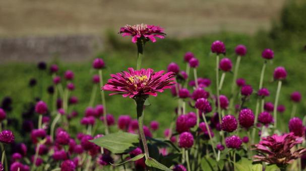 【花の写真】ジニア（百日草）の写真