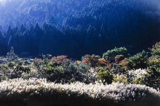 山間のススキ3 山間のススキ3の写真