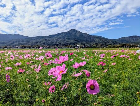 飯盛山とコスモス コスモス,自然,ピンクの写真素材