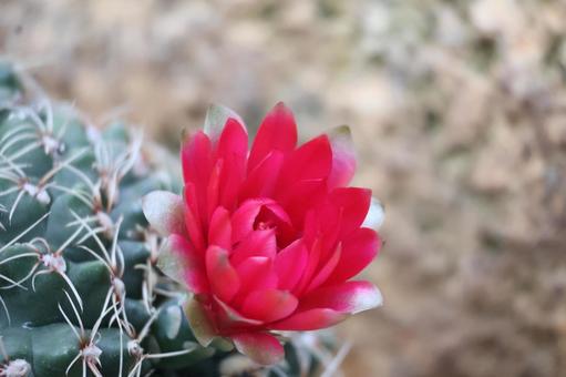 赤い花びらの緋花玉の花と棘のサボテン 赤い花びらの緋花玉の花と棘のサボテンの写真