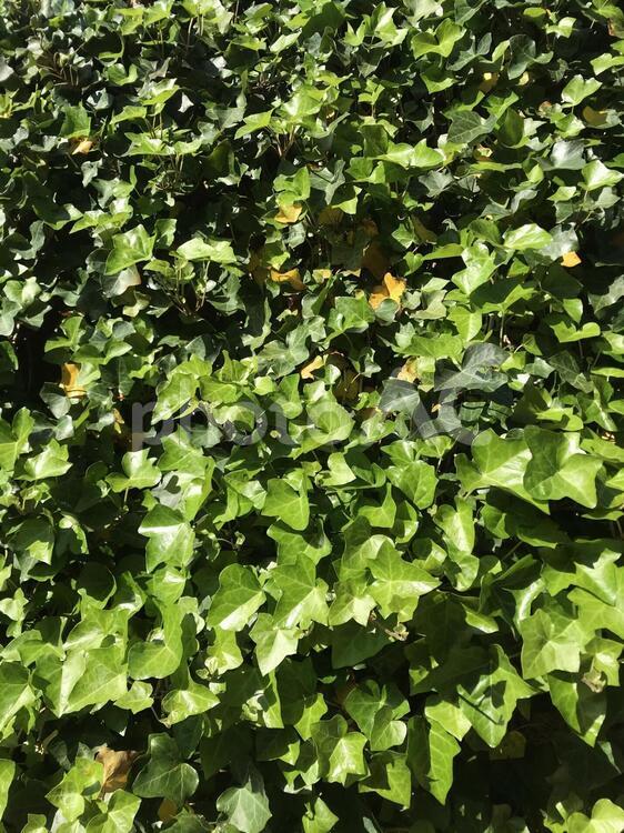 しげたて 葉,植物,栽培の写真素材