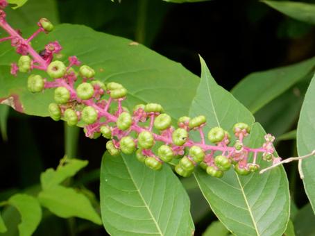 【植物写真】ヨウシュヤマゴボウ 【植物写真】ヨウシュヤマゴボウの写真