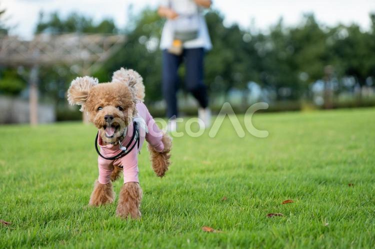 夏の公園で遊ぶトイプードル トイプードル,トイプー,夏の写真素材