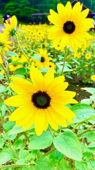 夏の花ひまわり 花,植物,ひまわりの写真素材