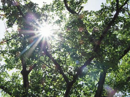 木漏れ日② 木漏れ日,晴れ,晴天の写真素材