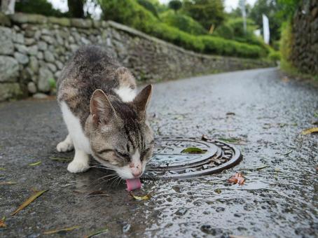 知覧 野良猫 水飲み 知覧 野良猫 水飲み 野良猫,地域猫,猫の写真素材