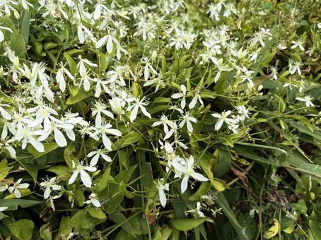 群生する白い花 群生する白い花の写真