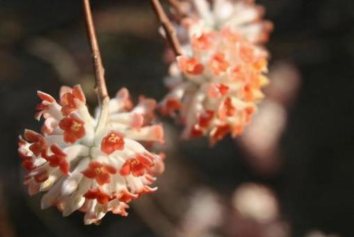 花7し 花7しの写真