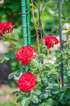 北海道　札幌のバラ園 風景,景色,北海道の写真素材