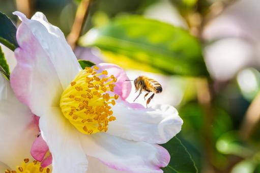 サザンカとミツバチ⒄ 花,蜂,サザンカの写真素材