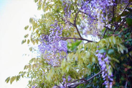 藤の花 藤の花の写真