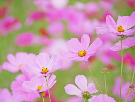 Pink cosmos swaying in the wind (autumn flowers), JPG
