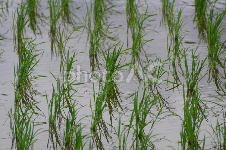 田植えの風景 稲,風景,景色の写真素材