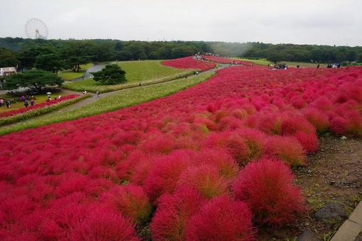 秋~一面のコキア 公園の中で 秋~一面のコキア 公園の中で コキア,秋,秋の花の写真素材