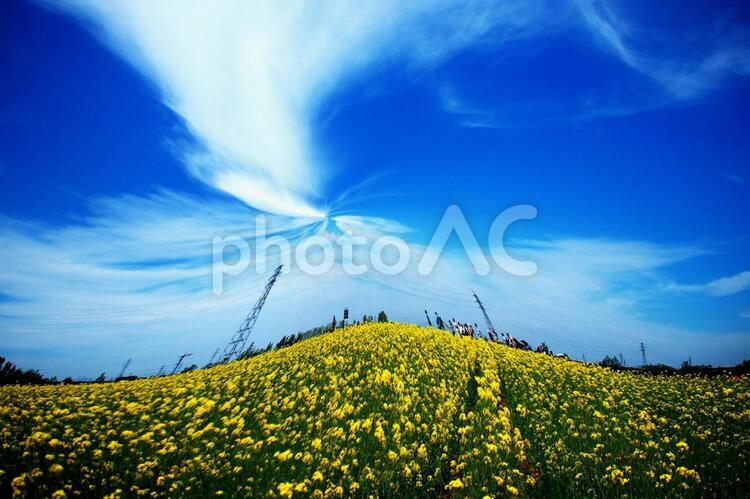 菜の花畑の絶景 菜の花畑,絶景,観光地の写真素材