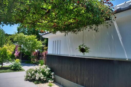 和風テイストな薔薇景色 花,植物,バラの写真素材