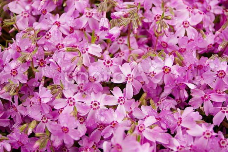 雨上がりの芝桜 シバザクラ,花,春の写真素材