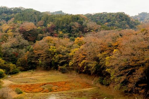 もみじロード もみじロード,紅葉,絶景の写真素材