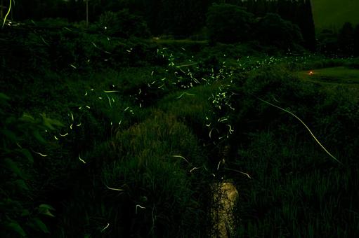 ホタル⒃ ホタル⒃ ホタル,夜,昆虫の写真素材