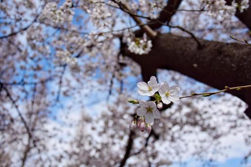 桜の写真