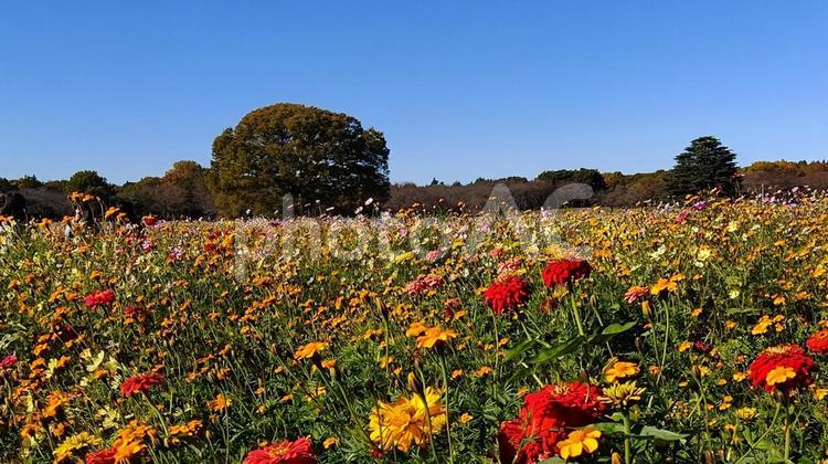 花畑・ジニア 花,花畑,ジニアの写真素材