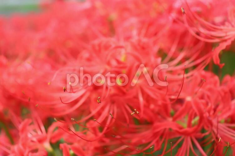 彼岸花(曼珠沙華) 自然,花,植物の写真素材