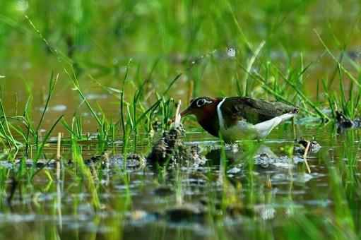 タマシギ♀ タマシギ♀の写真