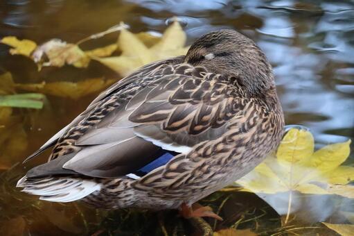 お昼寝をするマガモ 鳥,野鳥,カモの写真素材