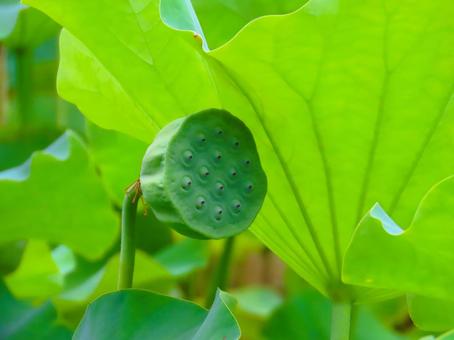 ハスの果托 ハス,果托,蓮池の写真素材