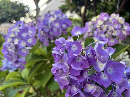 Hydrangea, JPG Hydrangea, JPG