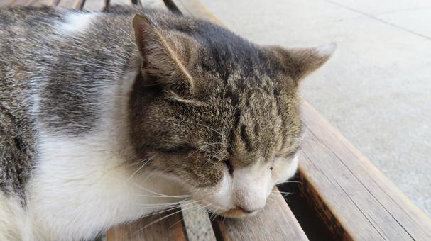 髭が立派で動じないもふもふな眠り猫 髭が立派で動じないもふもふな眠り猫 猫,キジシロ,眠り猫の写真素材