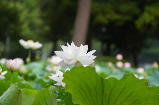 Lotus, JPG