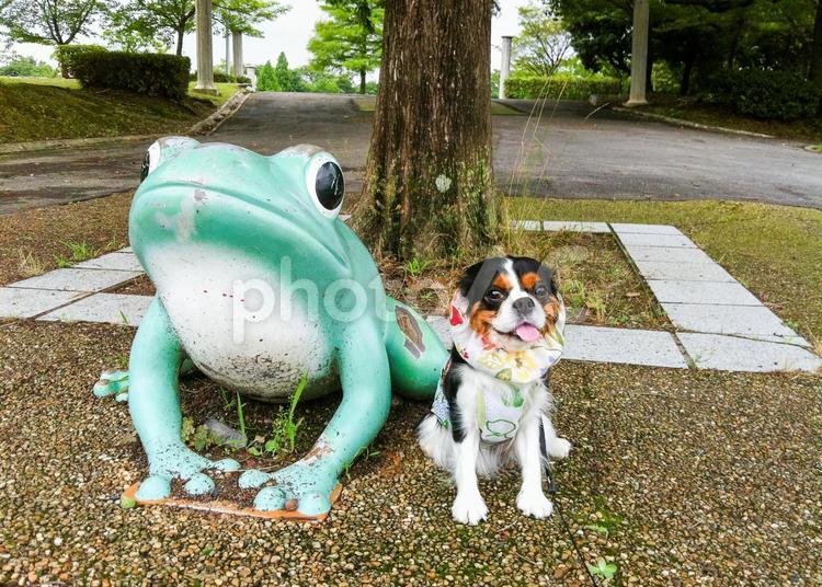 かえるさんと #癒し,#dog,#cavaの写真素材