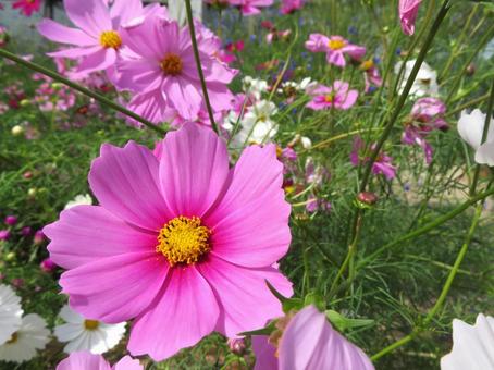 Cosmos flower, JPG