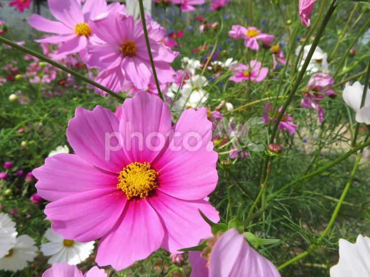 コスモスの花 コスモス,秋桜,花の写真素材
