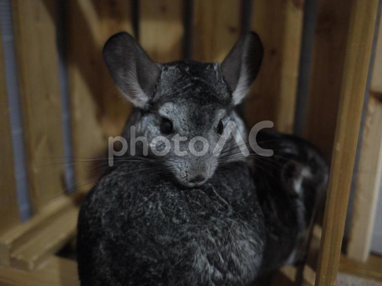 チンチラ チンチラ,げっ歯類,かわいいの写真素材