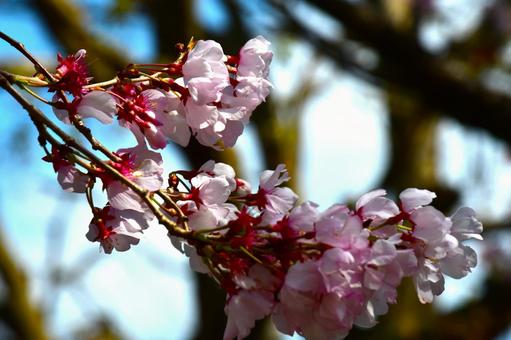 枝桜 枝桜の写真