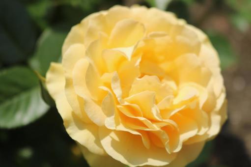 黄色いバラの写真