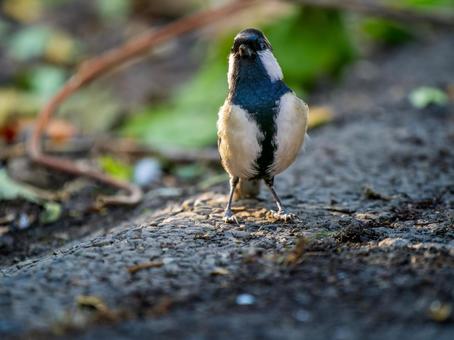 地面を歩くシジュウカラ シジュウカラ,野鳥,鳥の写真素材