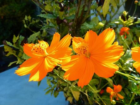 【花の写真】コスモス 【花の写真】コスモスの写真