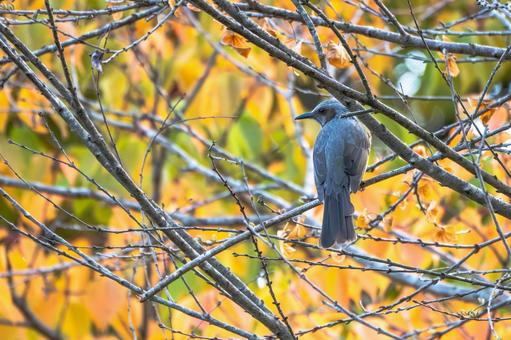 ヒヨドリ(29)の写真